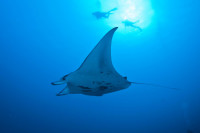 Palau Siren Liveaboard Details 10