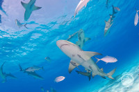 Bahamas Aggressor Liveaboard Details 16