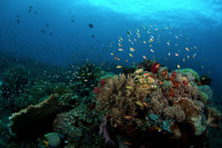 Philippine Siren Liveaboard Details 12