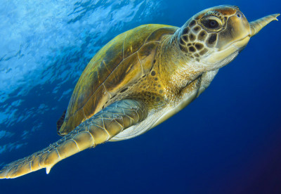Liveaboard Diving Myanmar - Turtle