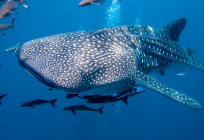 Diving by Liveaboard in the Philippines