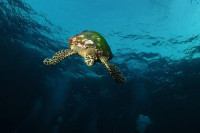 Marco Polo Liveaboard Details 8