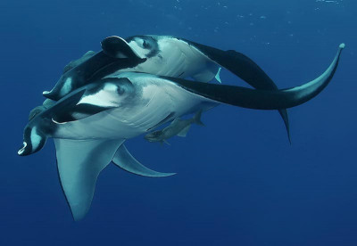 Manta Rays - Liveaboard Diving