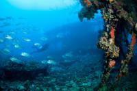 Palau Siren Liveaboard Details 17