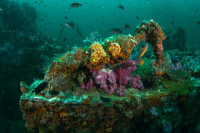 Marco Polo Liveaboard Details 9
