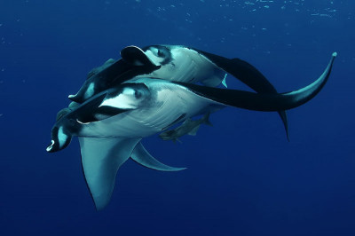 Galapagos Master - Offer - Manta Rays