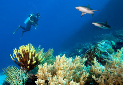 Australia Liveaboard Diving