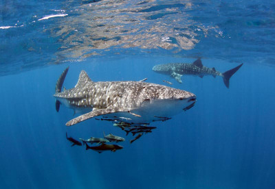 Thailand Liveaboards - whalesharks