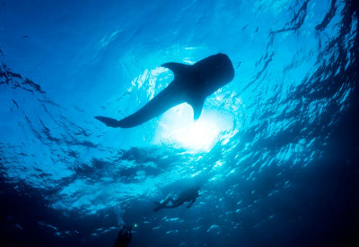 Diving in India - Whaleshark