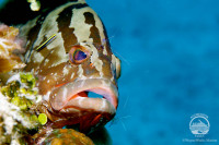 Bahamas Aggressor Liveaboard Details 15