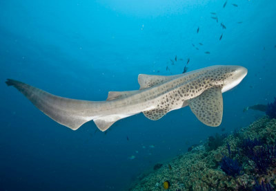Liveaboards in Thailand - Leopard Shark