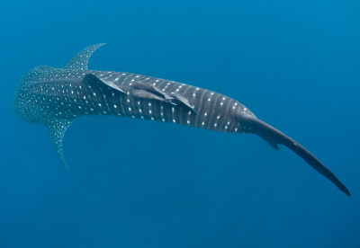 Whaleshark whilst Liveaboard Diving in Myanmar