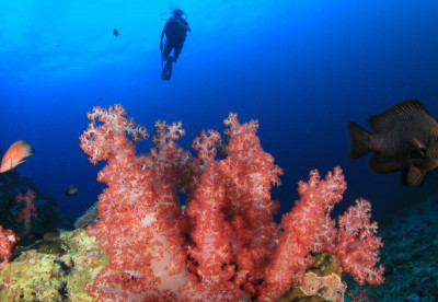 Coral in Indonesia
