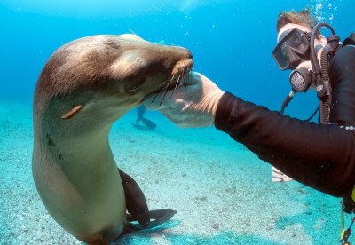 Liveaboard diving the Galapagos Islands