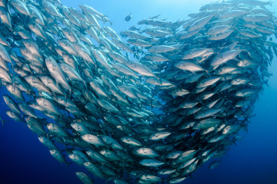 Galapagos Master - Offer - Schooling Trevally