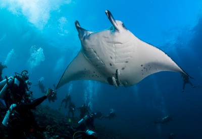 Papua New Guinea - Diving with Mantas