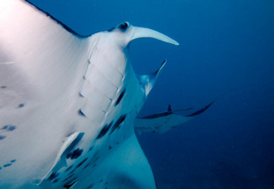 Liveaboards in Truuk and Palau
