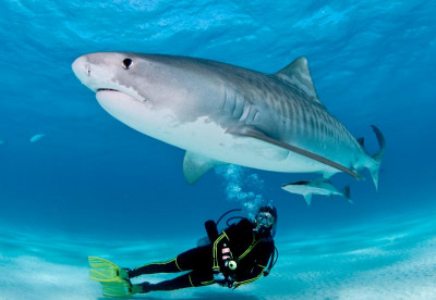 Diving the Bahamas by Liveaboard