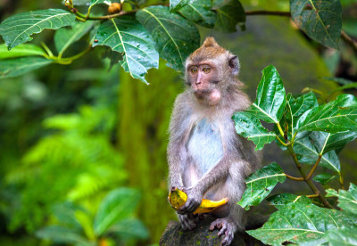 Monkey in Indonesia