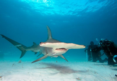 Hammerhead diving - Bahamas Liveaboards
