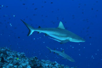 Palau Siren Liveaboard Details 13